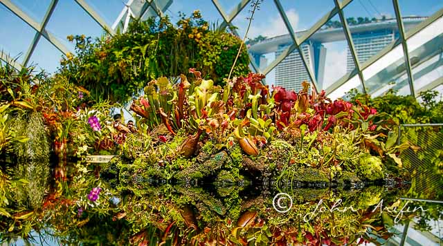 Plant and landscape photography at Singapore Gardens by the Bay